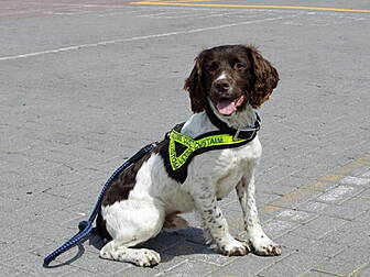Revenue dog Harvey detects cig...